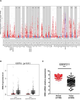 HRK inhibits colorectal cancer cells proliferation by suppressing the PI3K/AKT/mTOR pathway